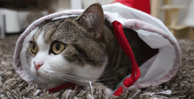 gato gif